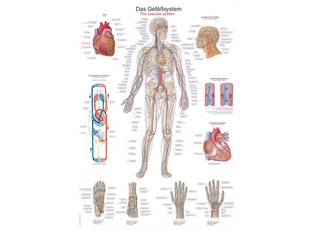 Plakat Vascular System AL106